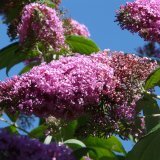 Le fameux arbre aux papillons est sur la liste des néophytes envahissantes.